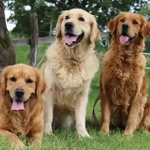 élevage golden retriever à Ligny-en-Brionnais