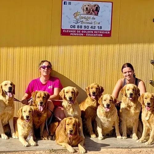Nos chiens en photos (9)
