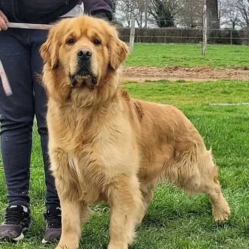 Sir Socrate des Puppys Goldens Love