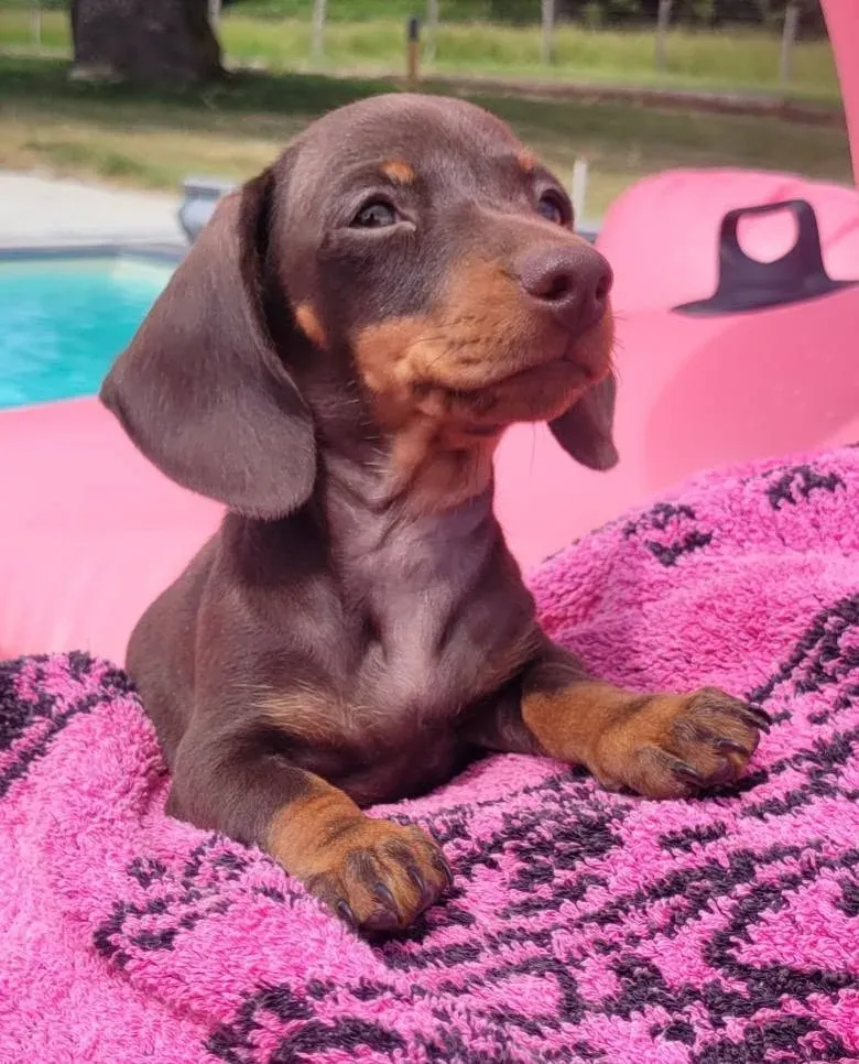 Nos chiots teckel