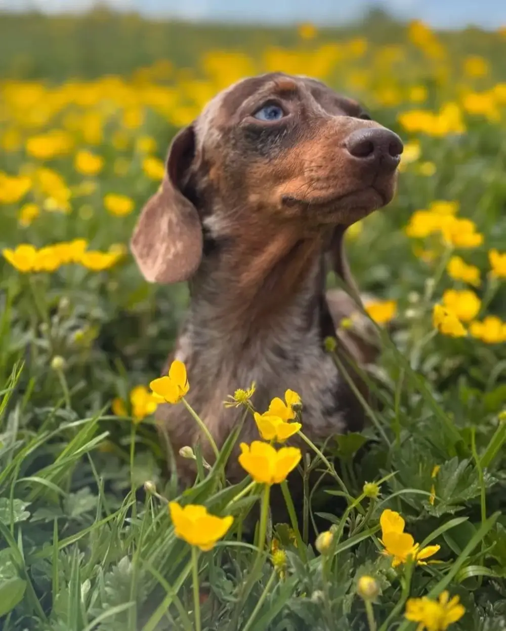 vente chiots golden retriever à Ligny-en-Brionnais