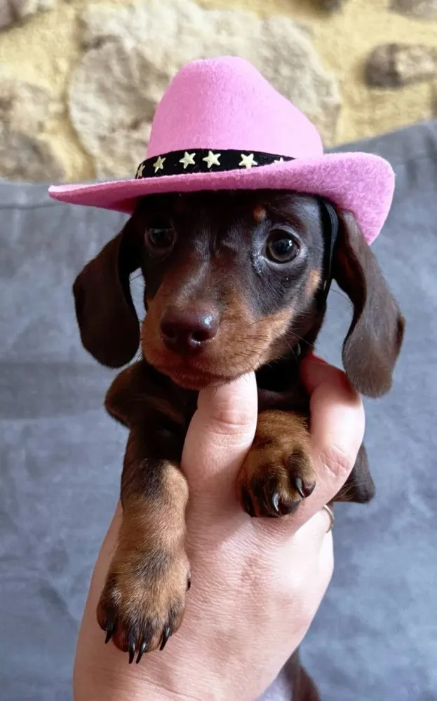 teckels chiot