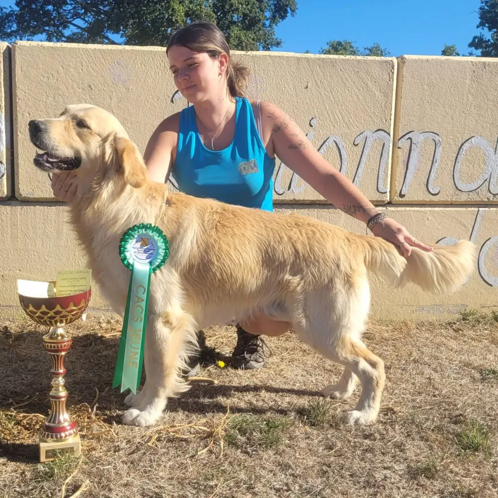 Akuna Matata des Puppys Goldens Love