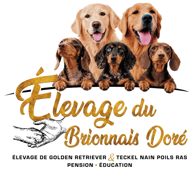 Elevage du brionnais dor teckel Logo ok (1) (1)